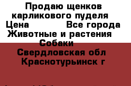 Продаю щенков карликового пуделя › Цена ­ 2 000 - Все города Животные и растения » Собаки   . Свердловская обл.,Краснотурьинск г.